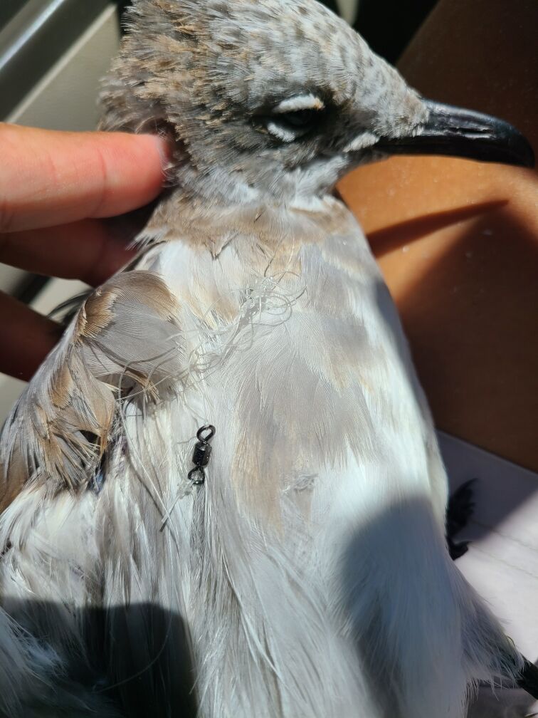 Sea Turtle 2. A hooked bird from Residents Beach - also tangled with another hooked bird - was taken to Von arx Wildlife Hospital..jpeg